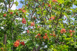 alberi da giardino