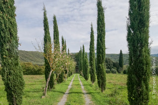 alberi per viali