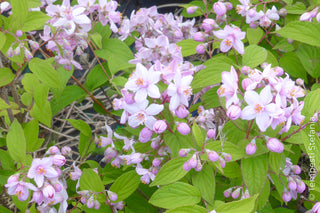 arbusti a fiori rosa