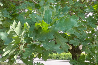 alberi per giardini grandi