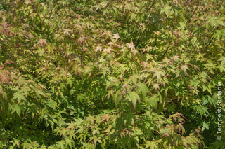 alberi per giardini piccoli