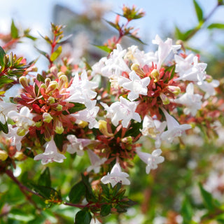 abelia grandiflora