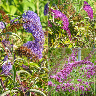 buddleja