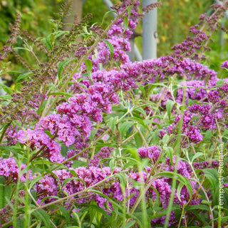 buddleja rosa