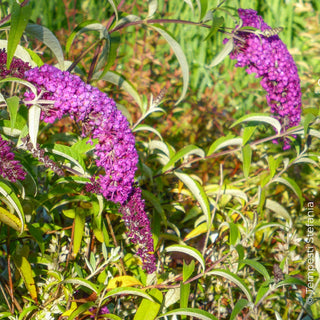 buddleja rossa