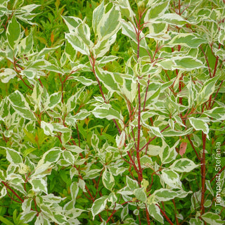 cornus alba elegantissima