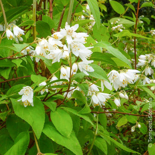 deutzia magnifica