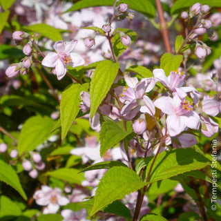 deutzia mont rose