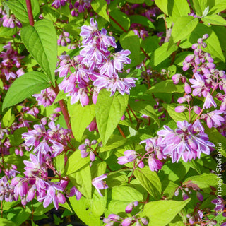 deutzia tourbillon rouge