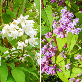 deutzia