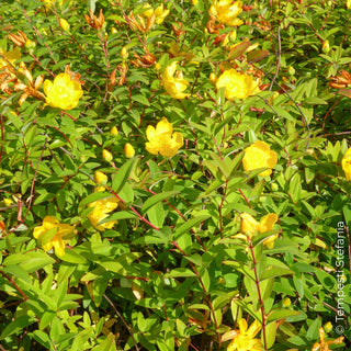 Hypericum hidcote