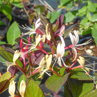 Lonicera chinensis