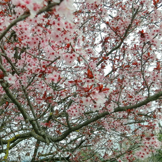 Prunus Pissardi in fiore