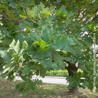 Quercia robur