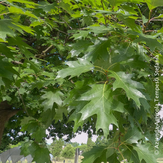 Quercia rubra