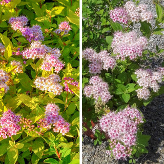 spirea nana