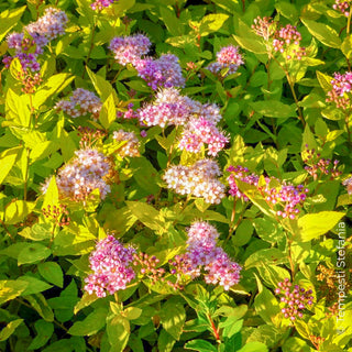 spirea goldmound