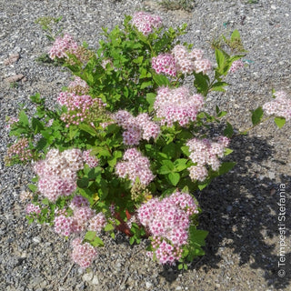 spirea little princess