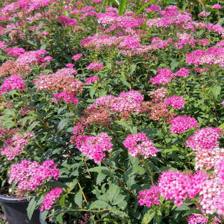 spirea rosa waterer