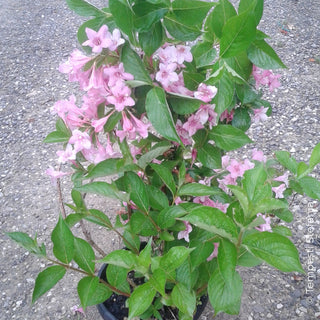 weigela rosa