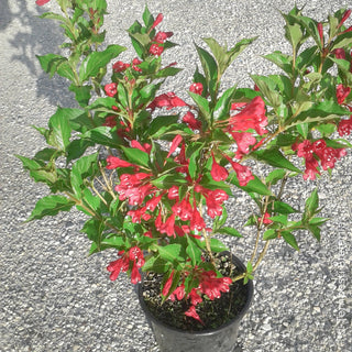 weigela rossa