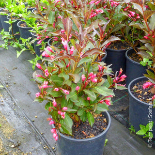 weigela variegata